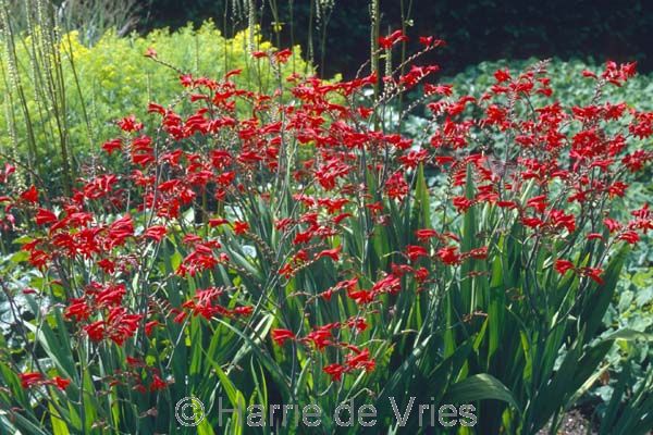 Crocosmia 'Emberglow'