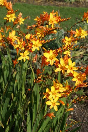 Crocosmia 'Fire Jumper'