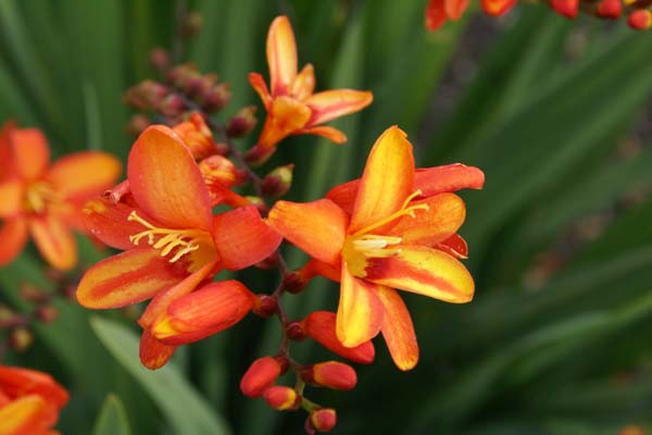 Crocosmia 'Fire Jumper'