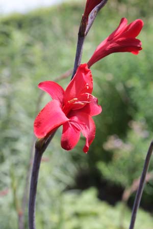 Crocosmia 'Hellfire'