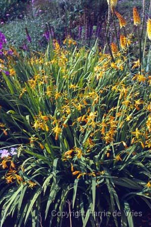 Crocosmia 'Kiatschou'