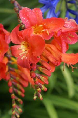 Crocosmia 'Limpopo'