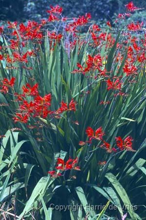 Crocosmia 'Lucifer'