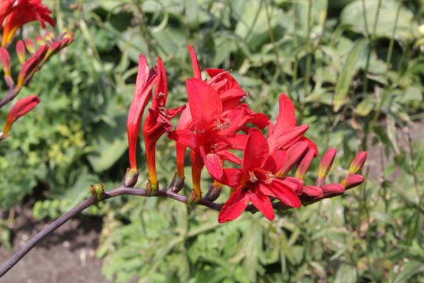 Crocosmia 'Mrs. Geoffrey Howard'