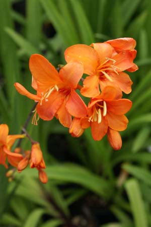 Crocosmia 'Okavango'