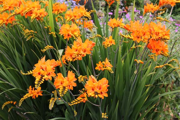 Crocosmia 'Salsa'