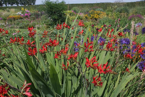 Crocosmia 'Spitfire'