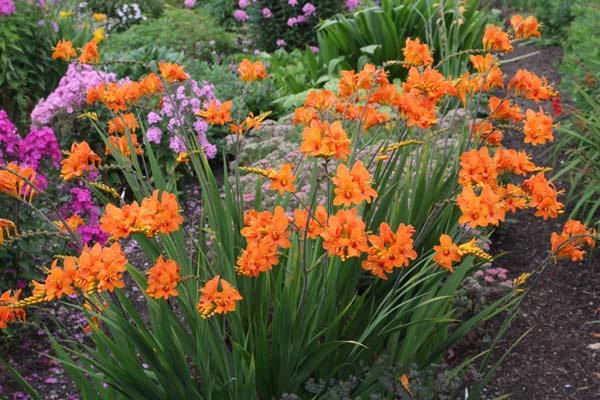 Crocosmia x crocosmioides 'Merryman'