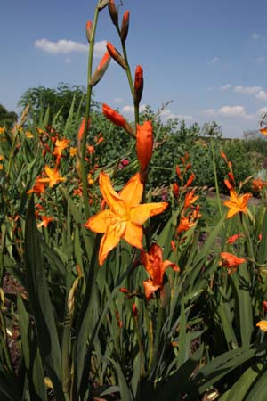 Crocosmia 'Star of the East'