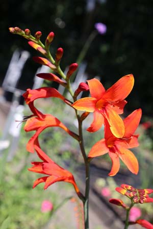 Crocosmia x crocosmioides 'Gloria'