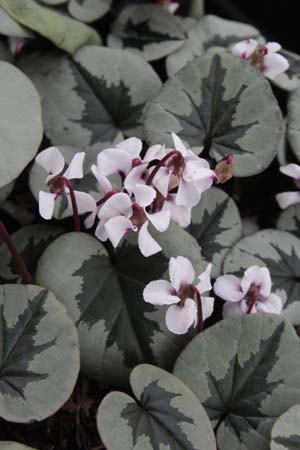 CYCLAMEN coum 'Christmas Tree Group' (wit)