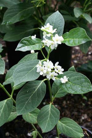 Cynanchum ascyrifolium