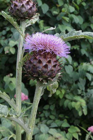 Cynara cardunculus ssp. flavescens