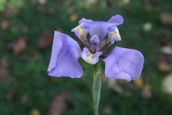 Cypella coelestis