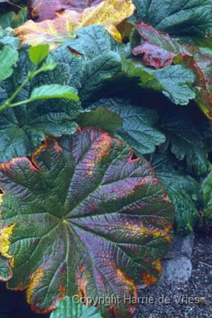 Darmera peltata 'Nana'