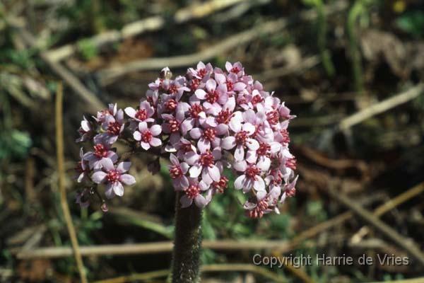 Darmera peltata 'Nana'