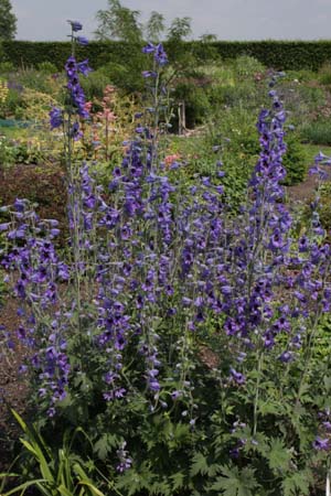 Delphinium caucasicum (Mt. Elbruz)