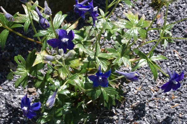 Delphinium decorum