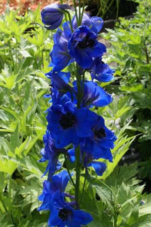 DELPHINIUM elatum 'Harlekijn'