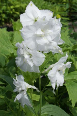 DELPHINIUM elatum 'Polarfuchs'