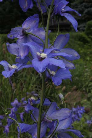 Delphinium elatum 'Traumula'