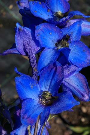 DELPHINIUM elatum 'Lanzenträger'