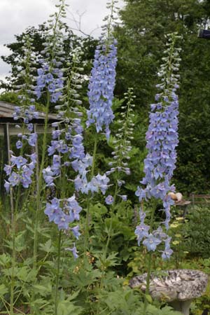 Delphinium elatum 'Sommerwind'