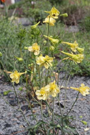 Delphinium luteum