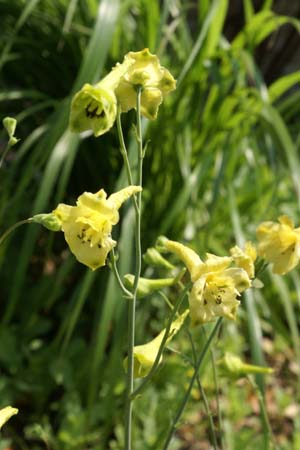 Delphinium luteum