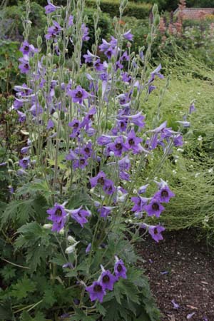 Delphinium speciosum