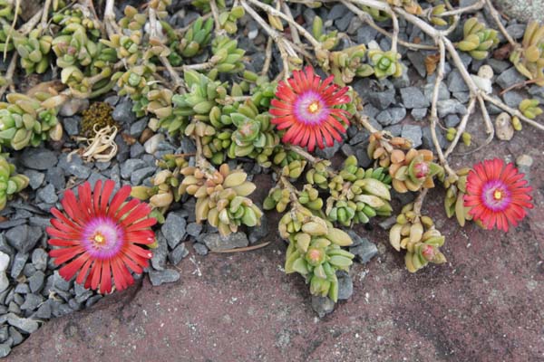 Delosperma 'Sundella Red'