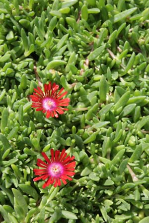 DELOSPERMA 'Sundella Red'