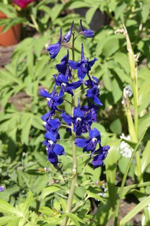 Delphinium tricorne