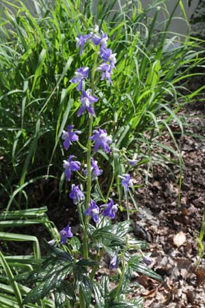 Delphinium trolliifolium