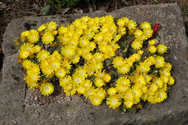 Delosperma