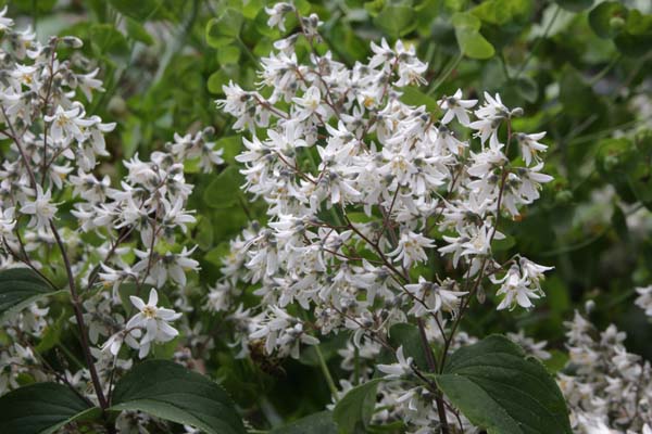 Deutzia ningpoensis