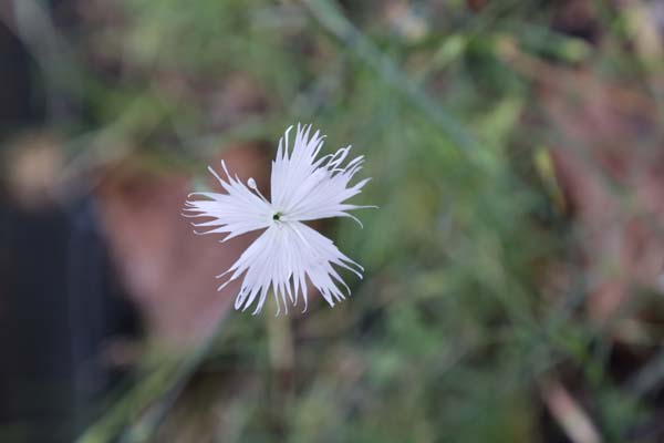 Dianthus arenarius subsp. borussicus