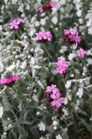 DIANTHUS carthusianorum ssp. latifolium