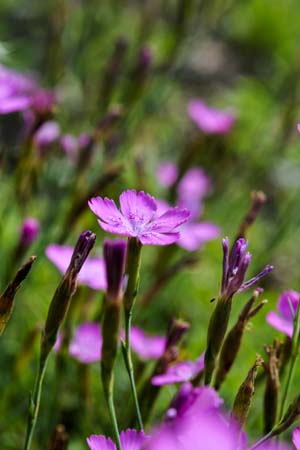 Dianthus deltoides wildvorm