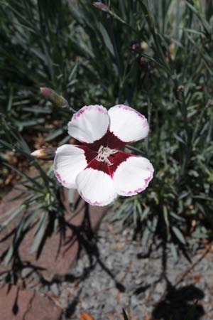 Dianthus 'Elizabethan'