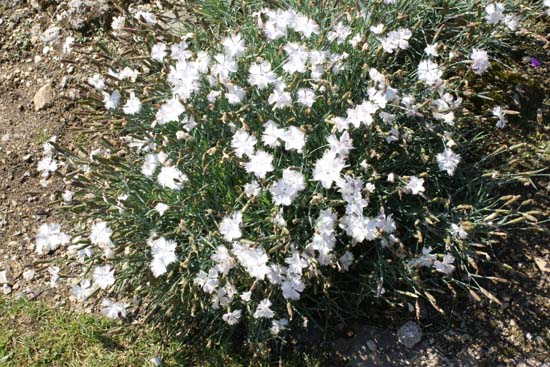 DIANTHUS 'Greystone'