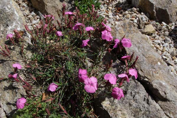 Dianthus haematocalyx