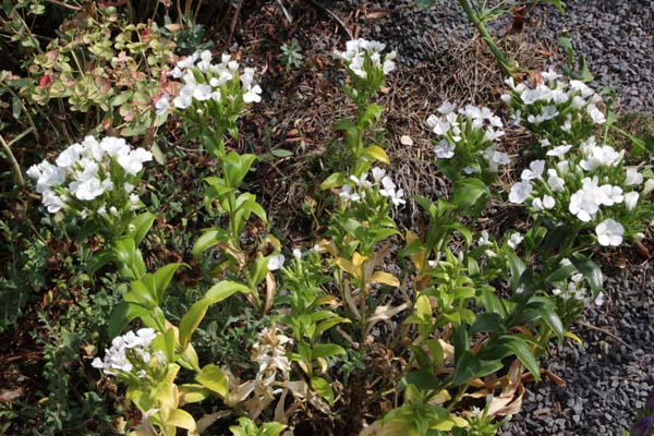 Dianthus japonicus 'Albiflorus'