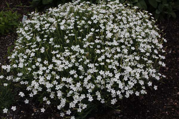 Dianthus myrtinervius white form