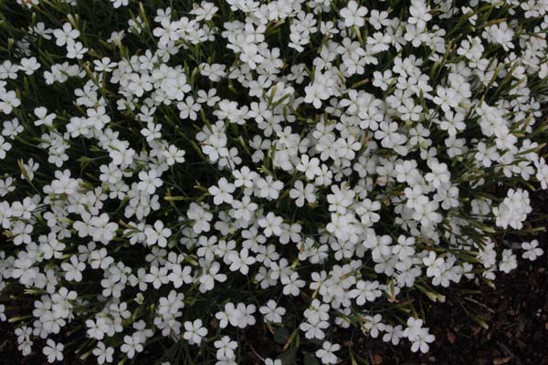 Dianthus myrtinervius white form