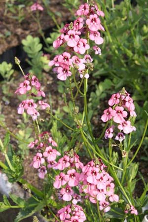 Diascia personata