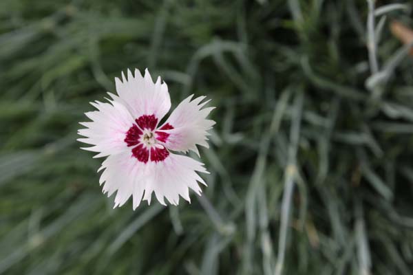 Dianthus plumarius 'Marieberg'