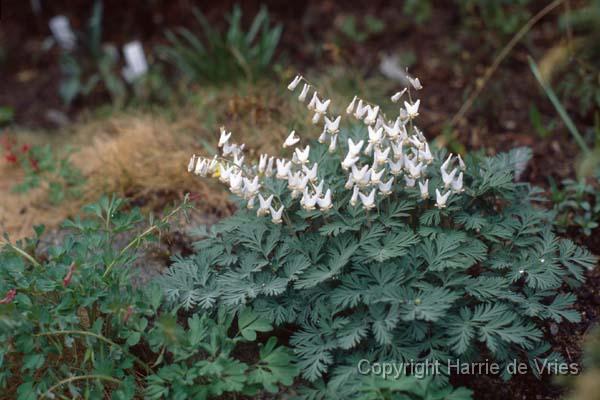 Dicentra cucullaria