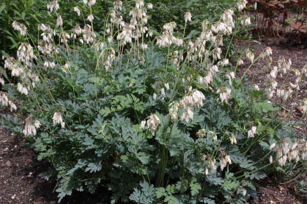 DICENTRA formosa 'Langtrees' ('Pearl Drops')