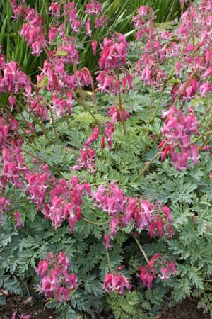 DICENTRA 'King of Hearts'